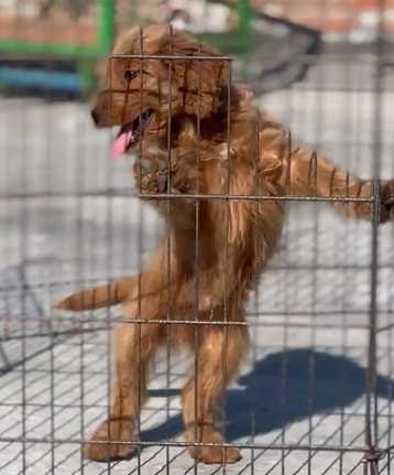 Goldendoodle For Sale In Pune