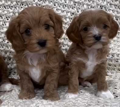 Cavapoo For Sale In Pune