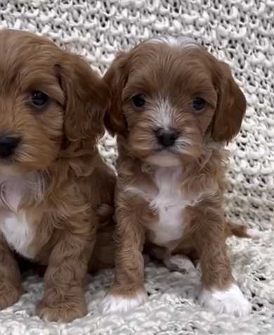 Cavapoo For Sale In Pune