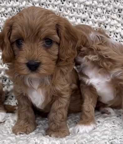 Cavapoo For Sale In Pune