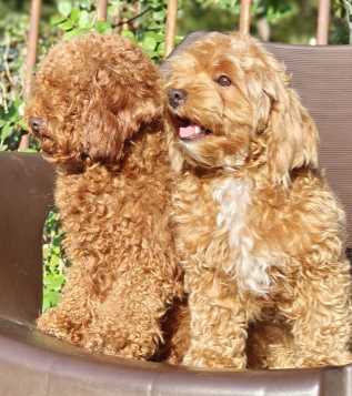 Cavapoo For Sale In Pune