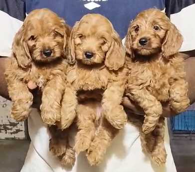 Cockapoo For Sale In Pune