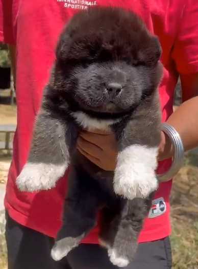 Akita For Sale In Ahmedabad