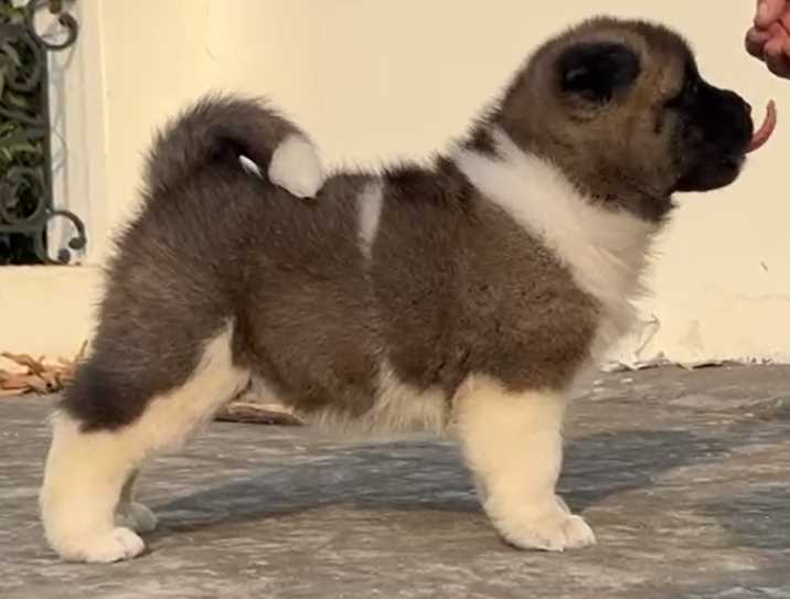 Akita For Sale In Ahmedabad