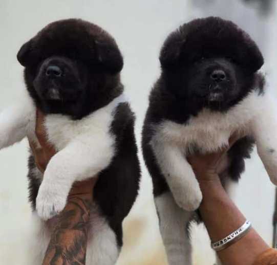 Akita For Sale In Ahmedabad