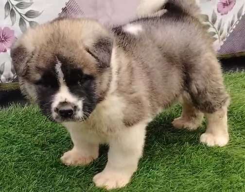 Akita For Sale In Ahmedabad
