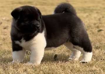 Akita For Sale In Ahmedabad