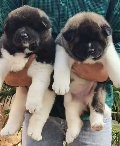 Akita For Sale In Ahmedabad
