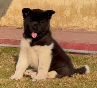 Akita For Sale In Ahmedabad