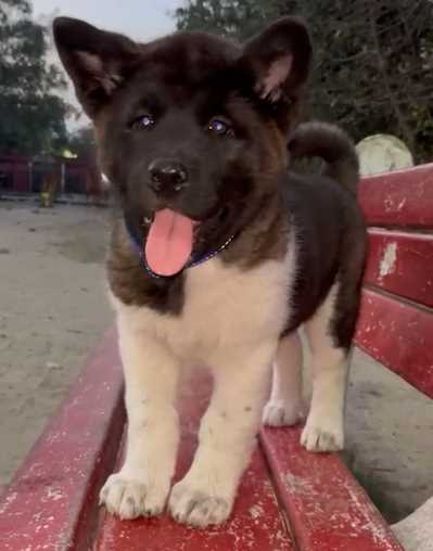 Akita For Sale In Ahmedabad