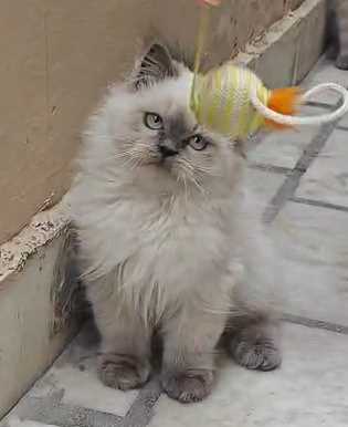 Ragdoll For Sale In Chennai