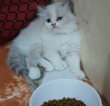 Ragdoll For Sale In Chennai