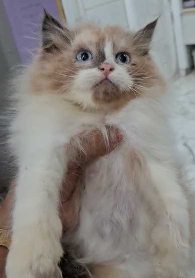 Ragdoll For Sale In Chennai