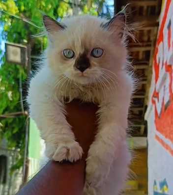 Ragdoll For Sale In Chennai