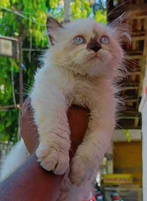 Ragdoll For Sale In Kolkata