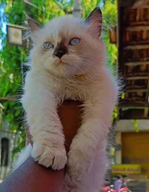 Ragdoll For Sale In Coimbatore