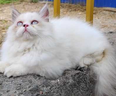 Ragdoll For Sale In Chennai