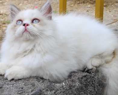 Ragdoll For Sale In Kolkata