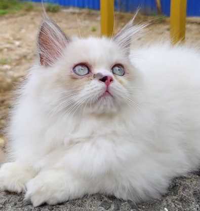 Ragdoll For Sale In Kolkata