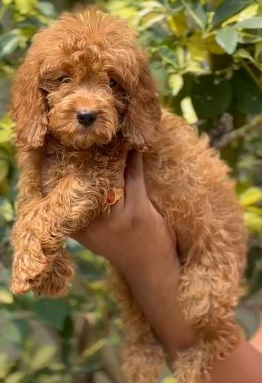 Cockapoo For Sale In Hyderabad