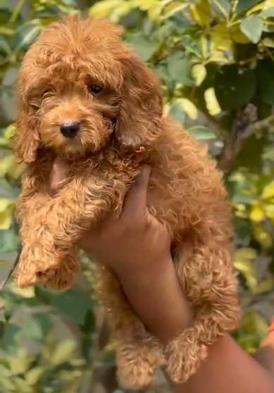 Cockapoo For Sale In Ahmedabad