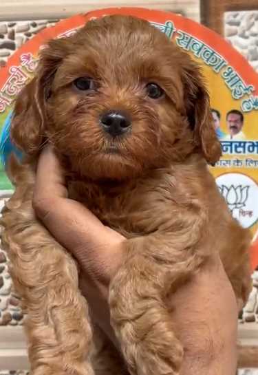 Cockapoo For Sale In Pune