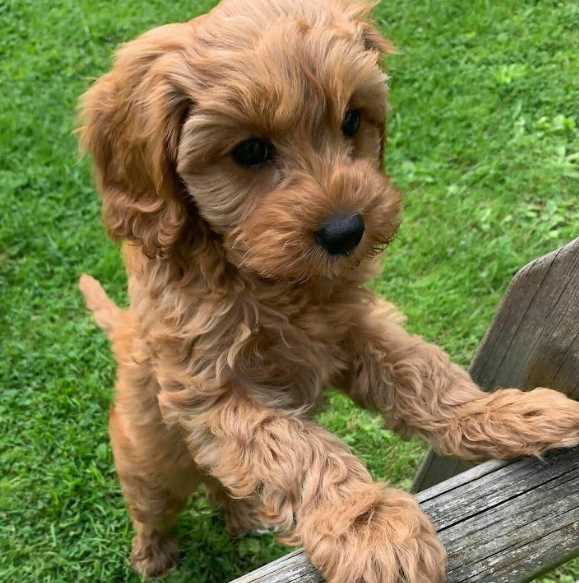 Cockapoo For Sale In Pune