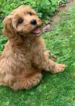 Cockapoo For Sale In Pune