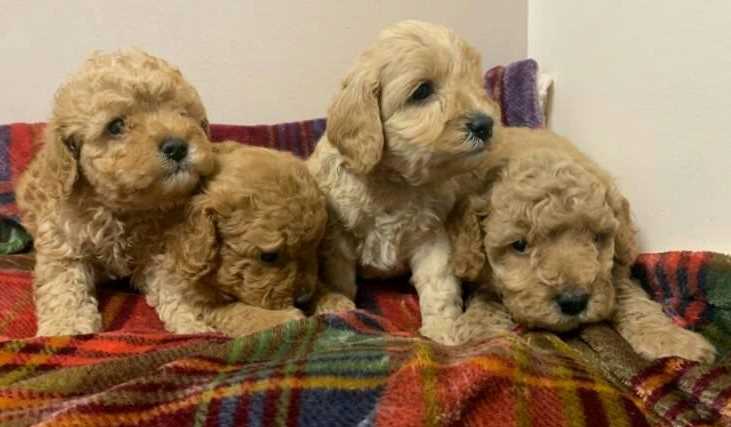 Cockapoo For Sale In Jaipur