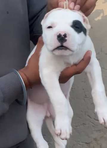 Dogo Argentino For Sale In Jaipur