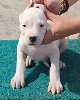 Dogo Argentino For Sale In Jaipur