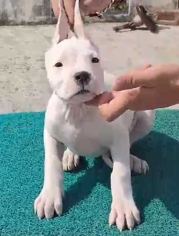 Dogo Argentino For Sale In Pune