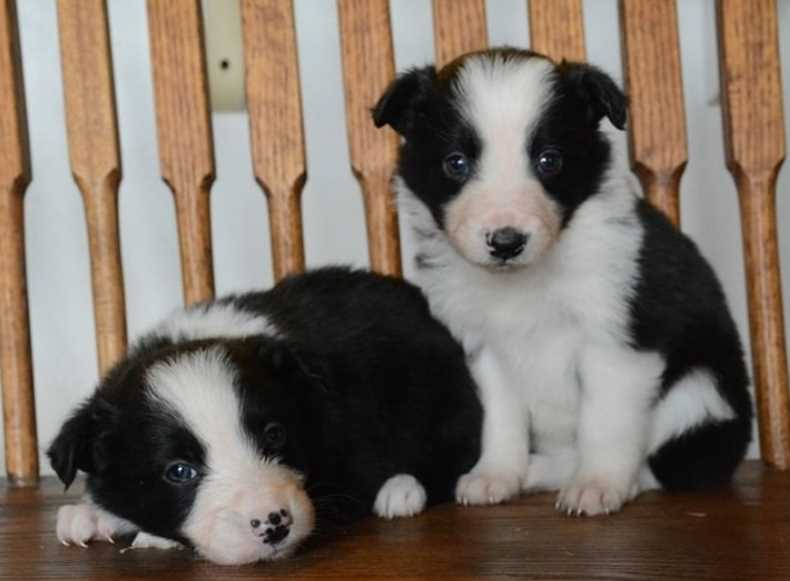 Border Collie For Sale In Pune