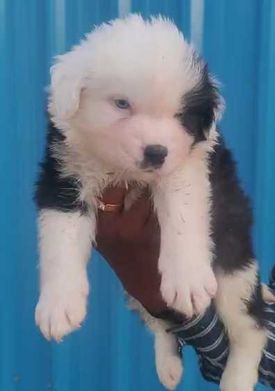 Border Collie For Sale In Pune