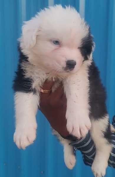 Border Collie For Sale In Pune