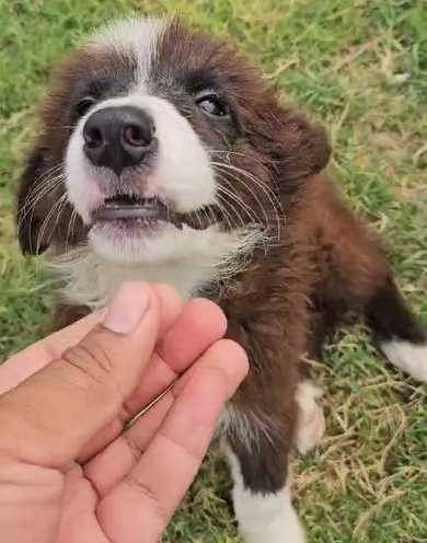 Border Collie For Sale In Pune