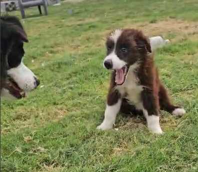 Border Collie For Sale In Pune