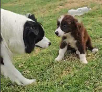 Border Collie For Sale In Pune
