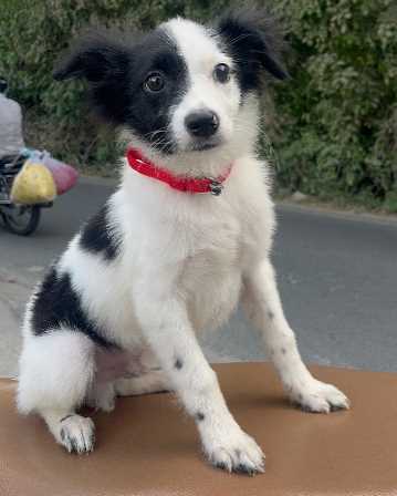 Border Collie For Sale In Pune