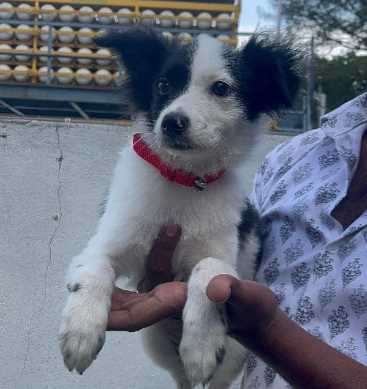 Border Collie For Sale In Pune