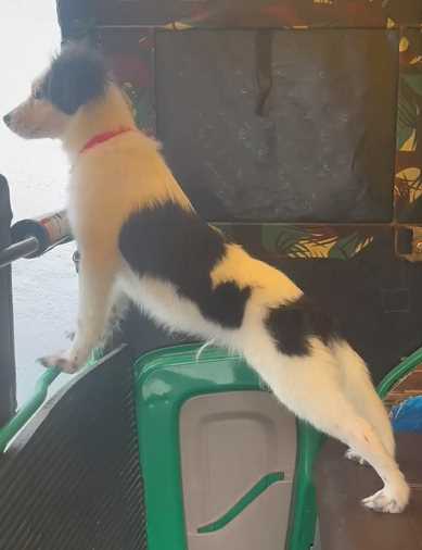 Border Collie For Sale In Hyderabad