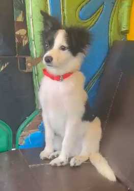 Border Collie For Sale In Hyderabad