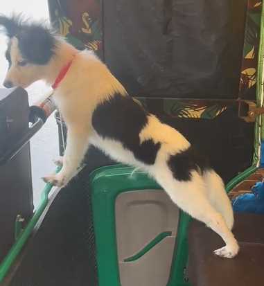 Border Collie For Sale In Hyderabad