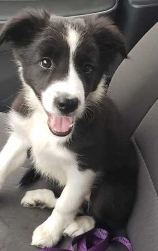 Border Collie For Sale In Pune