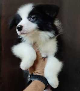 Border Collie For Sale In Pune