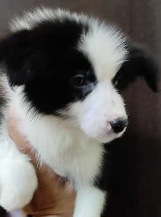 Border Collie For Sale In Pune