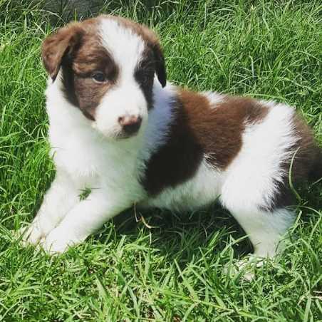 Border Collie For Sale In Pune