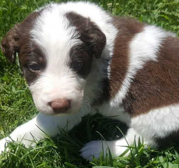 Border Collie For Sale In Pune