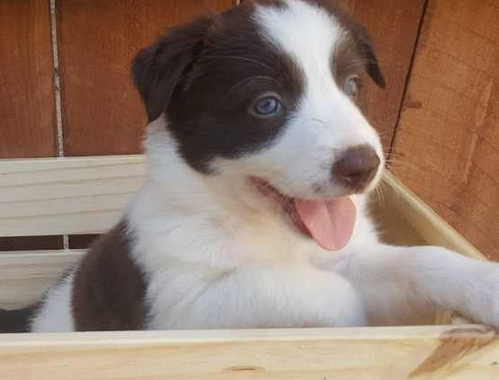 Border Collie For Sale In Pune