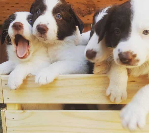 Border Collie For Sale In Pune